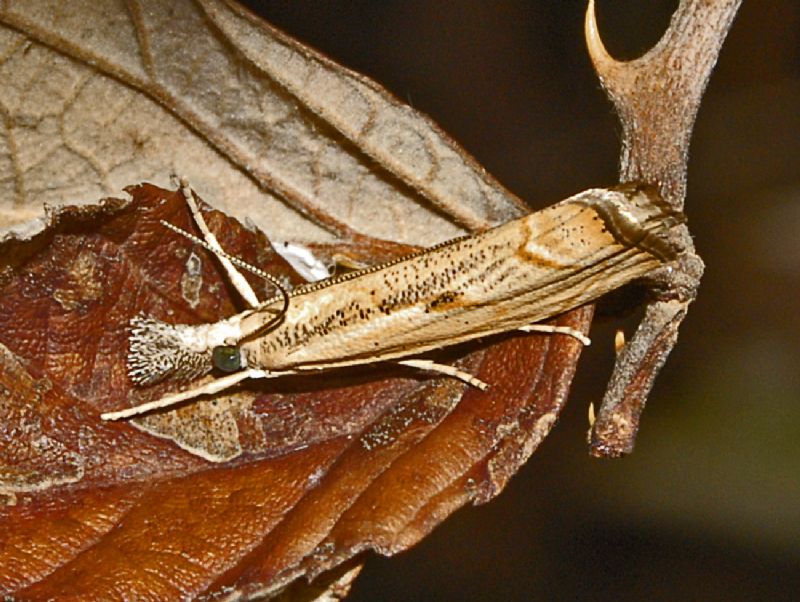 Un Crambide da identificare - Agriphila geniculea